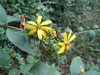 Silphium asteriscus