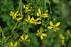 Yellow flowers (Pleasant Garden, NC)-Late Summer
