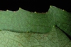Lobed margin (Pleasant Garden, NC)-Late Summer