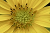 Close up of flower
