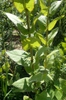 Leaves and stem