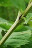Stem and leaf sheath forming a cup (Niagara Falls, ON)-Late Summ