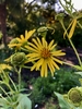 Sunflower like composite flowers