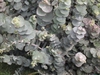Silvery leaves