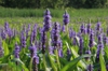 Pontederia cordata