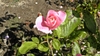 Simplicity Rose flower and leaves