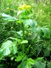 Sinapis arvensis