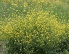 Sinapis arvensis