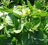 Sinapis arvensis