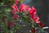 Funnel-shaped red flowers and small glossy green leaves