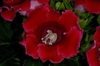  Sinningia speciosa