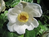 Single flower with broad outer tepals & smaller inner tepals.