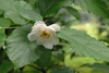 Single flower with broad outer tepals & smaller inner tepals.