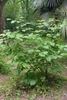 Shrub with coarse foliage & large white flowers.