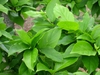Leaves