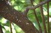 Bark
