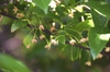 Stem