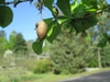 Woody drupe - Spring