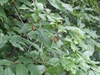 Fruits