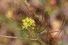 Sisymbrium irio
