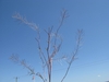 Sisymbrium irio