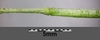 Sisymbrium irio