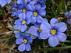 Sisyrinchium angustifolium