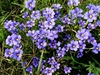 Sisyrinchium angustifolium