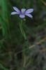 Sisyrinchium atlanticum