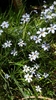 Sisyrinchium atlanticum