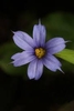 Sisyrinchium mucronatum