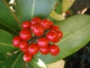 Fruit of 'Pabella'