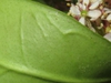 Underside of leaf