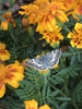 Checkered skipper on a flower