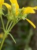 Side of flower