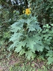 Form