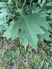 Leaves