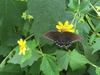 Butterfly on flowers
