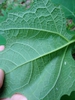 Underside of leaf