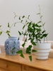 Potted plant sitting on a table indoors.