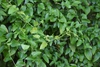 Leaves
