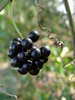 Smilax glauca