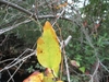 Fall leaf color - Craven Co., NC