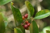 Fruit