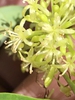 Close up of flower