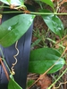 Tendril