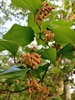 Smilax rotundifolia