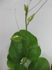Smilax rotundifolia