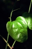 Smilax rotundifolia