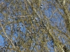 Smilax rotundifolia
